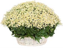 Цветочная композиция из Ромашки в корзине #REPLACE_PRED# Ершове